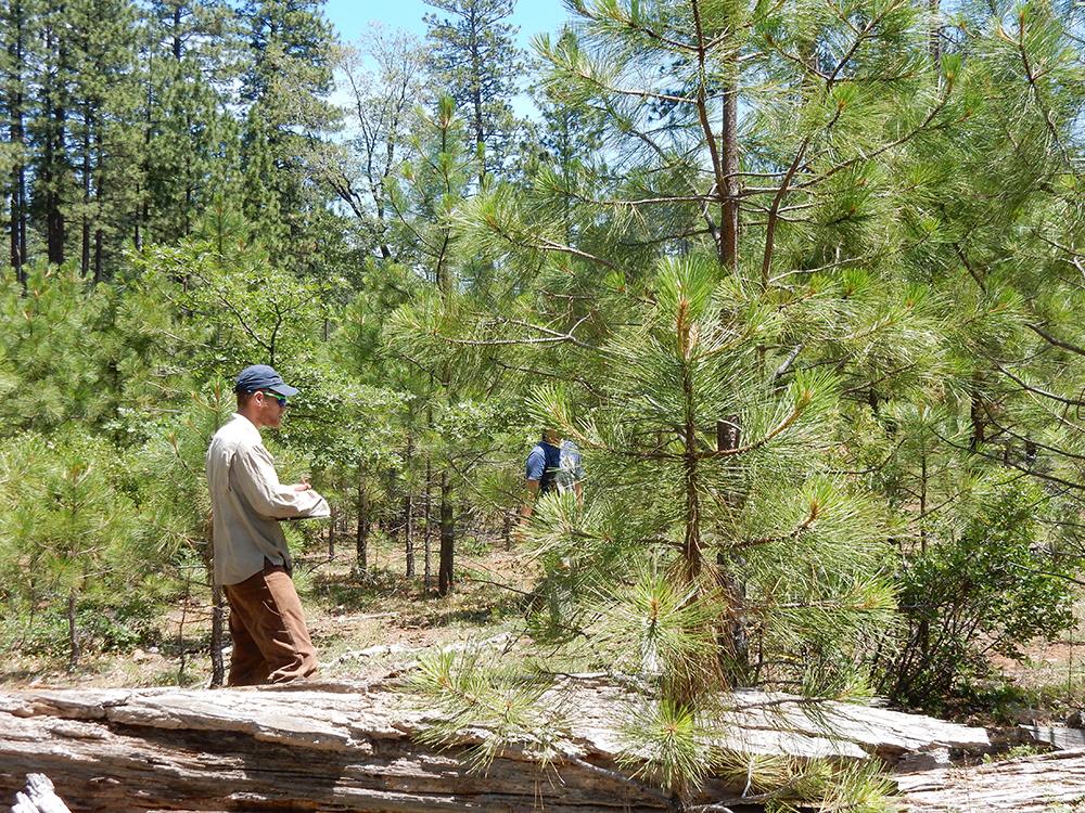 Barkley fire forest regeneration