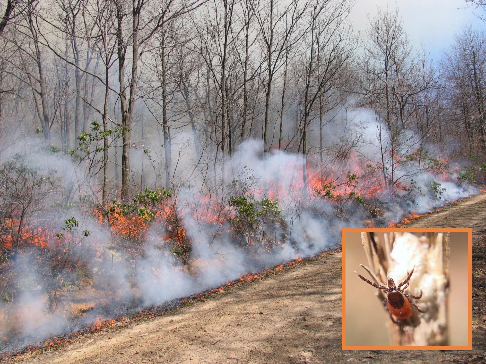 prescribed fire with tick
