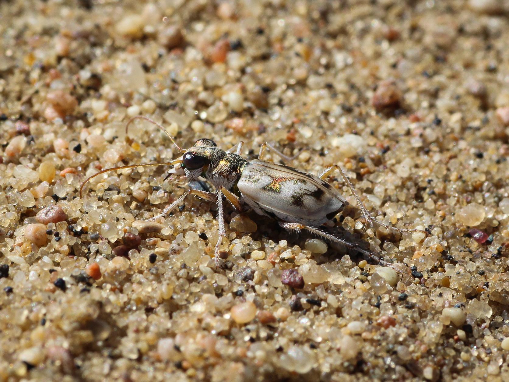 A ghost tiger beetle on sand.