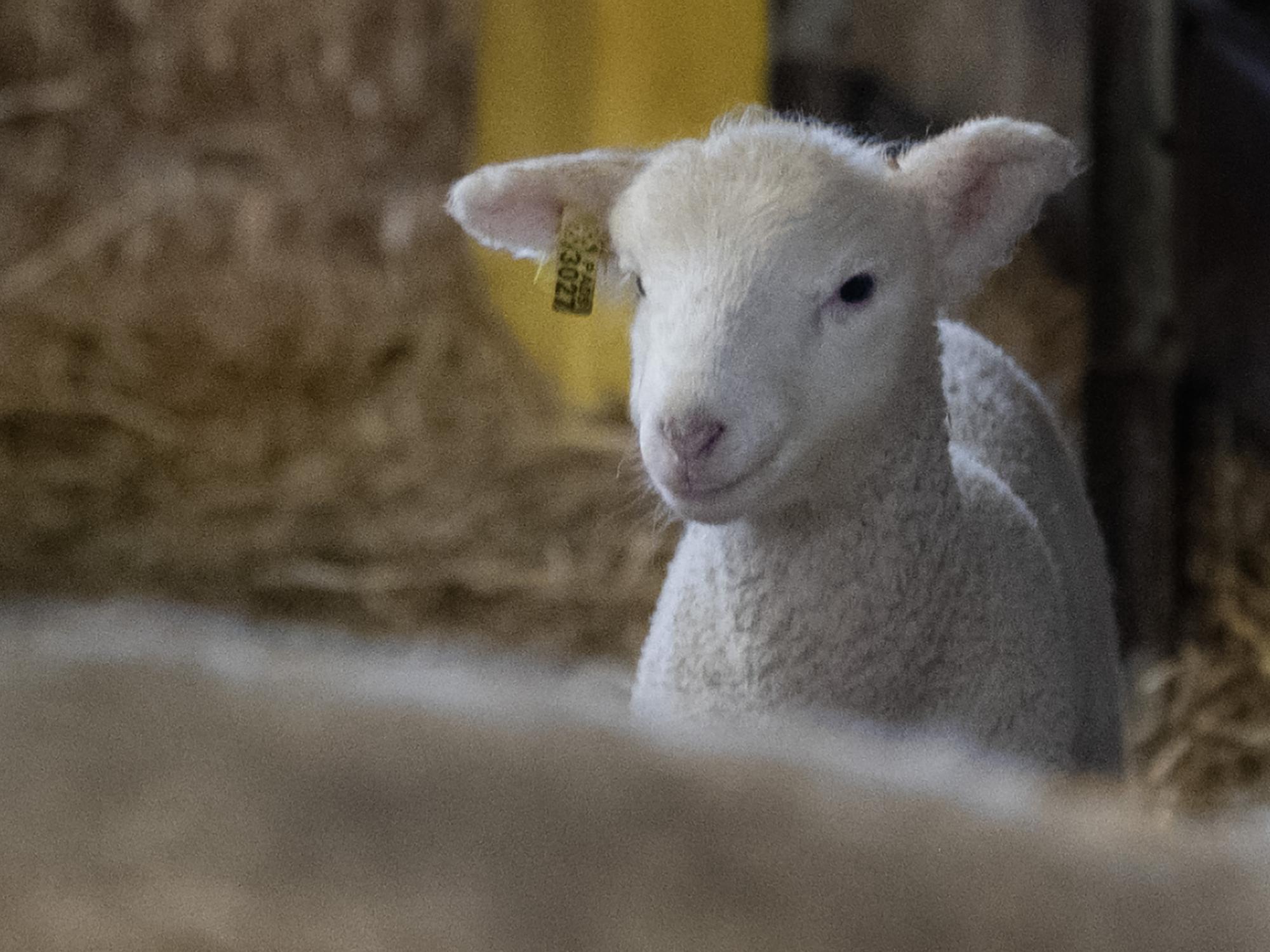 lambing season at Penn State