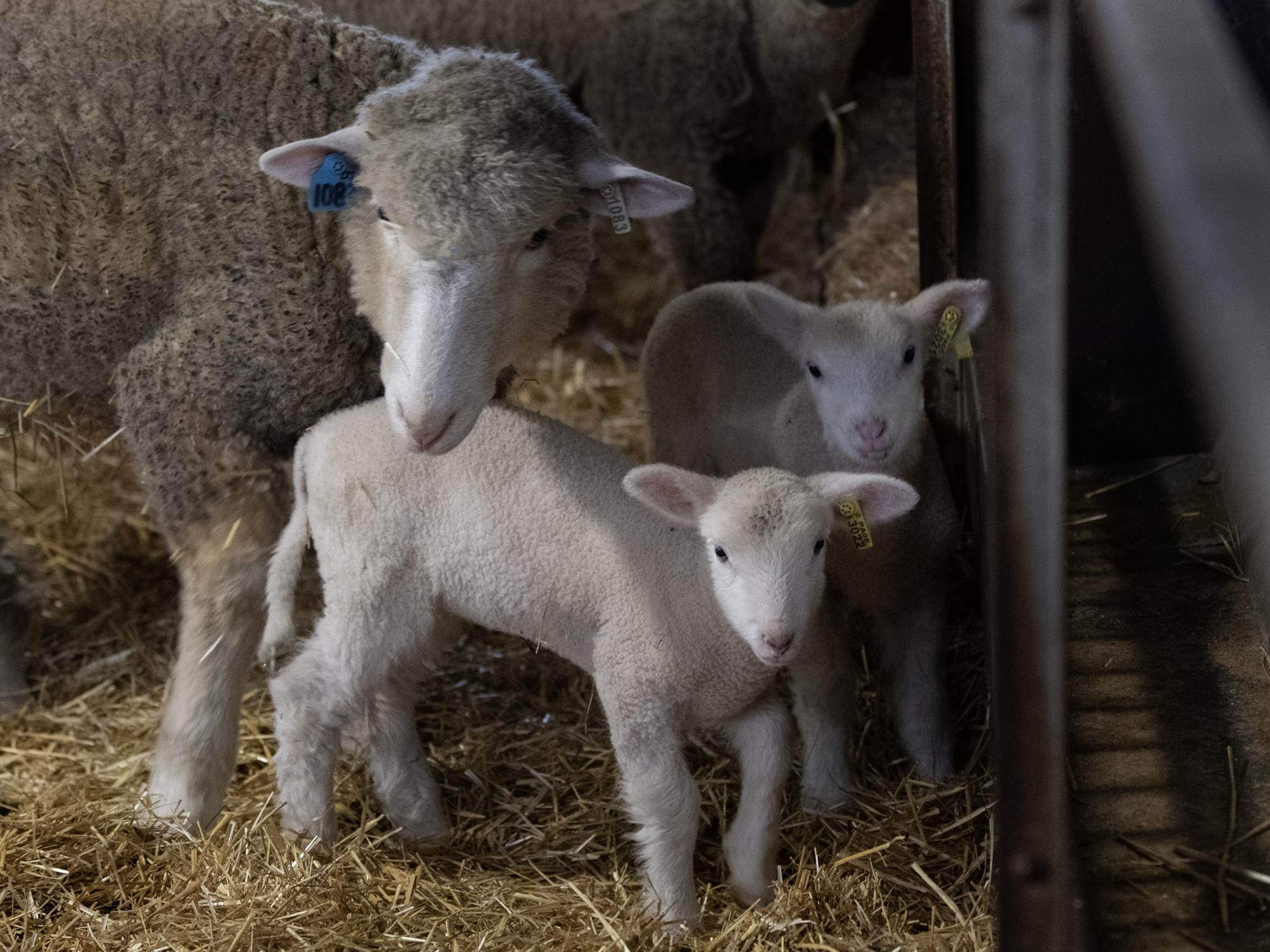 lambs with ewes at Penn State