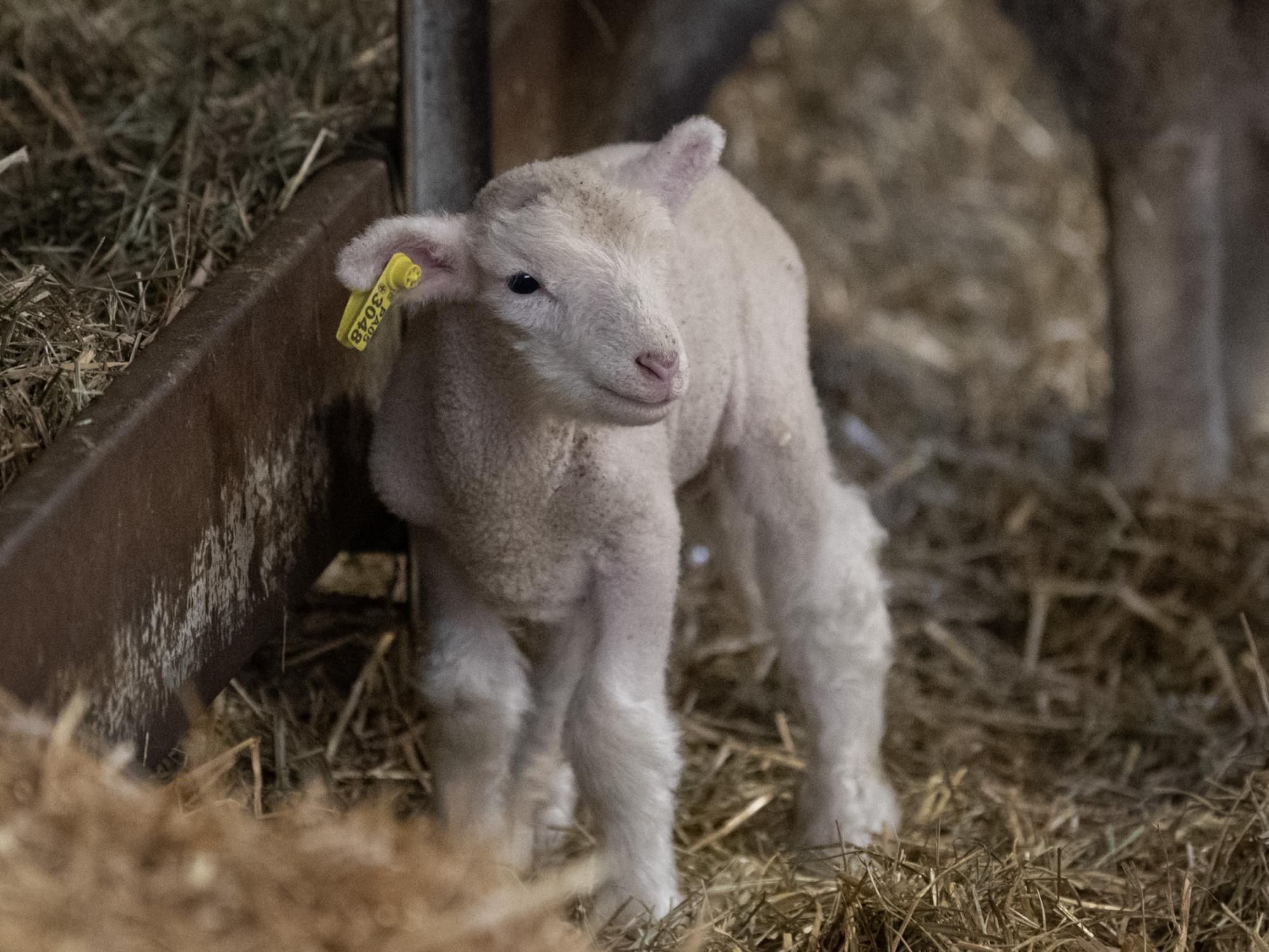 lamb at Penn State