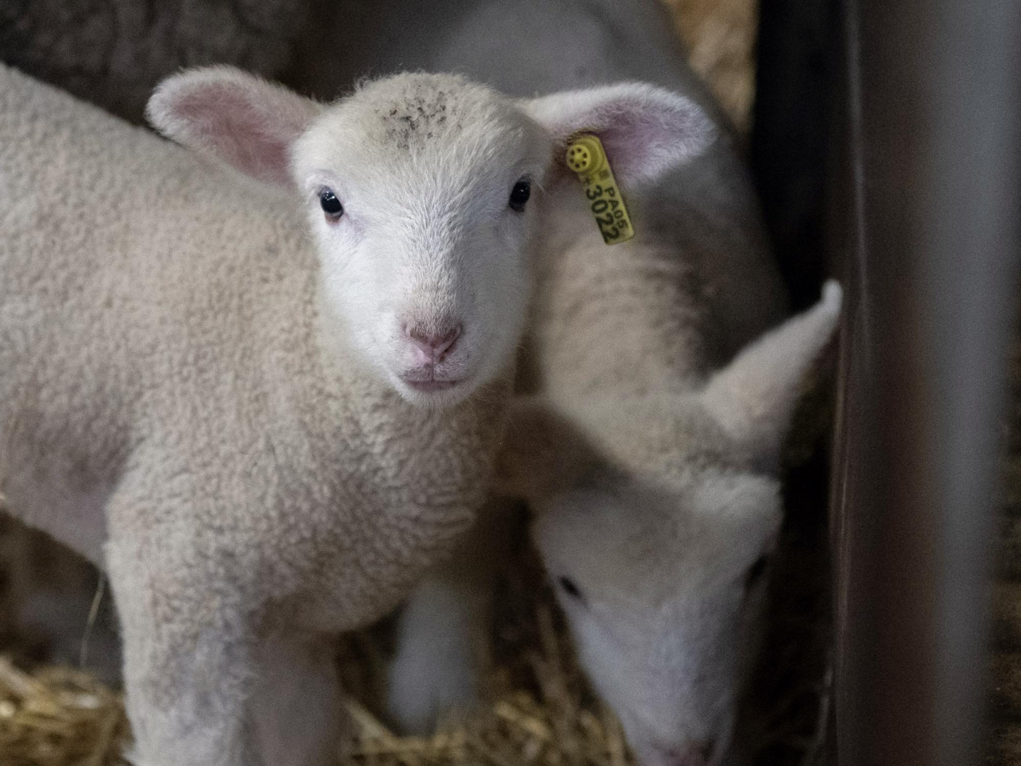 One week old lambs