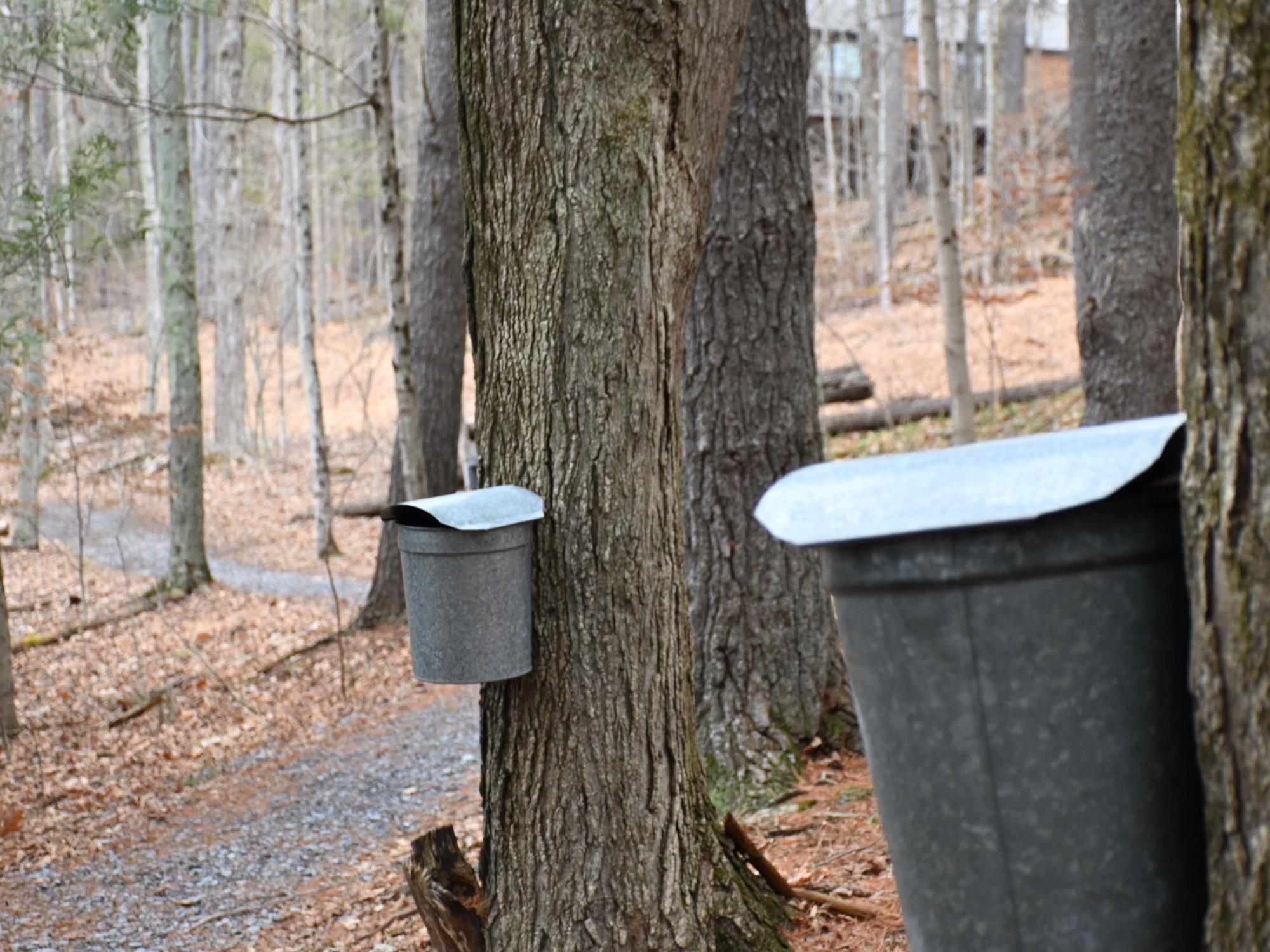 Sap bucket on sugar maple tree