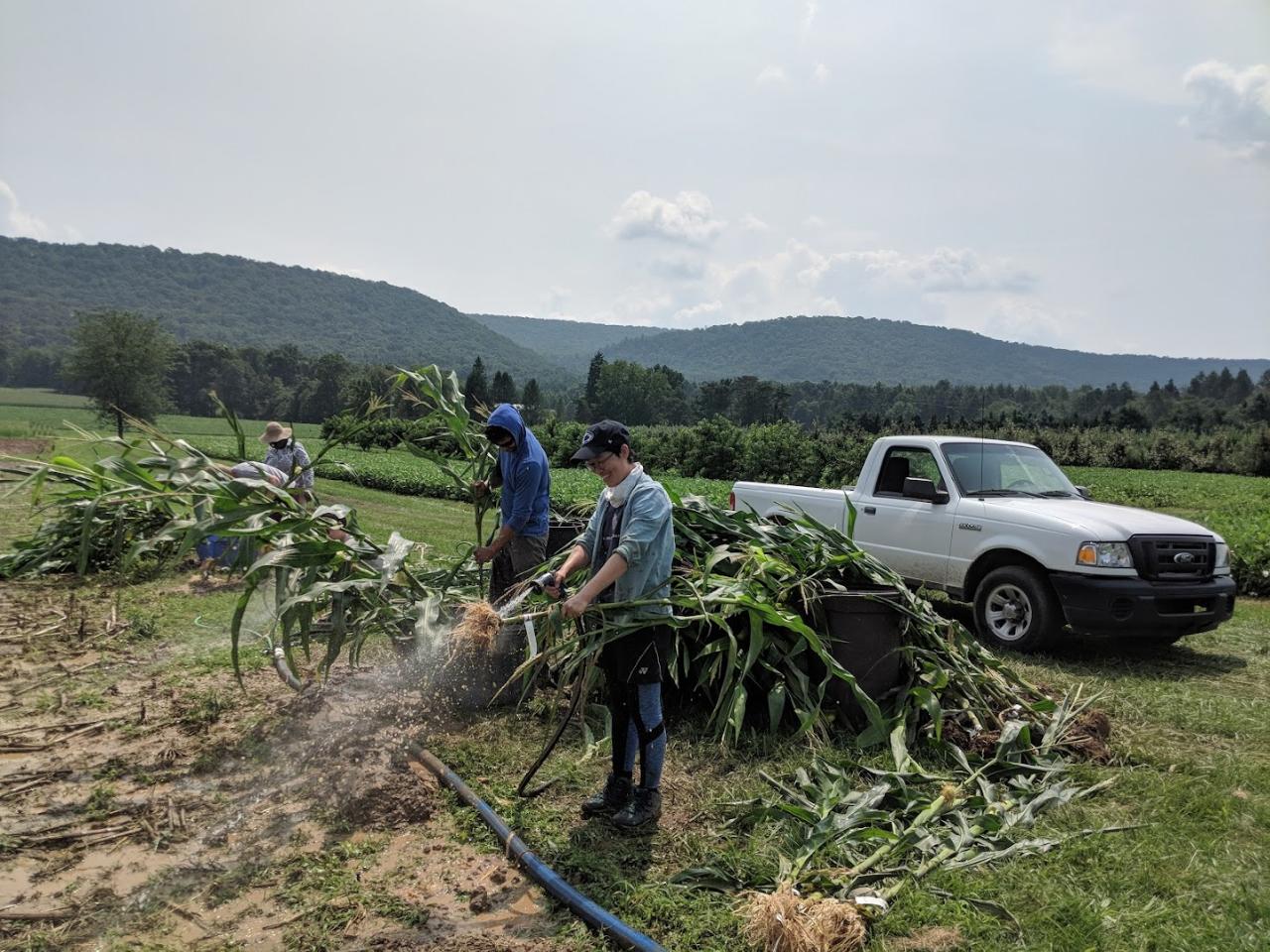cleaning roots