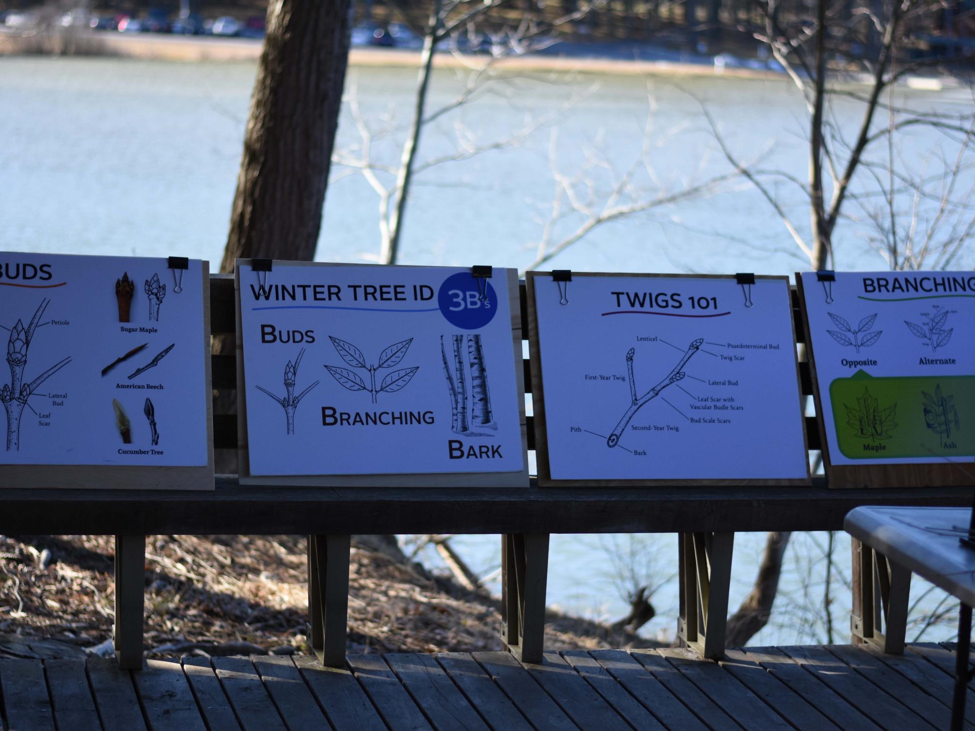 Lakefront displays explain how to identify trees