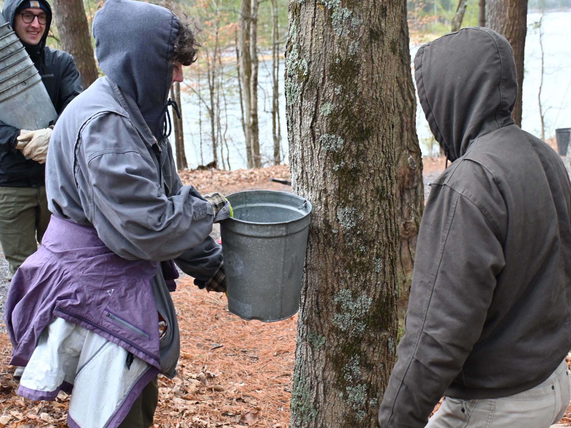 Students tapping sugar maple tree