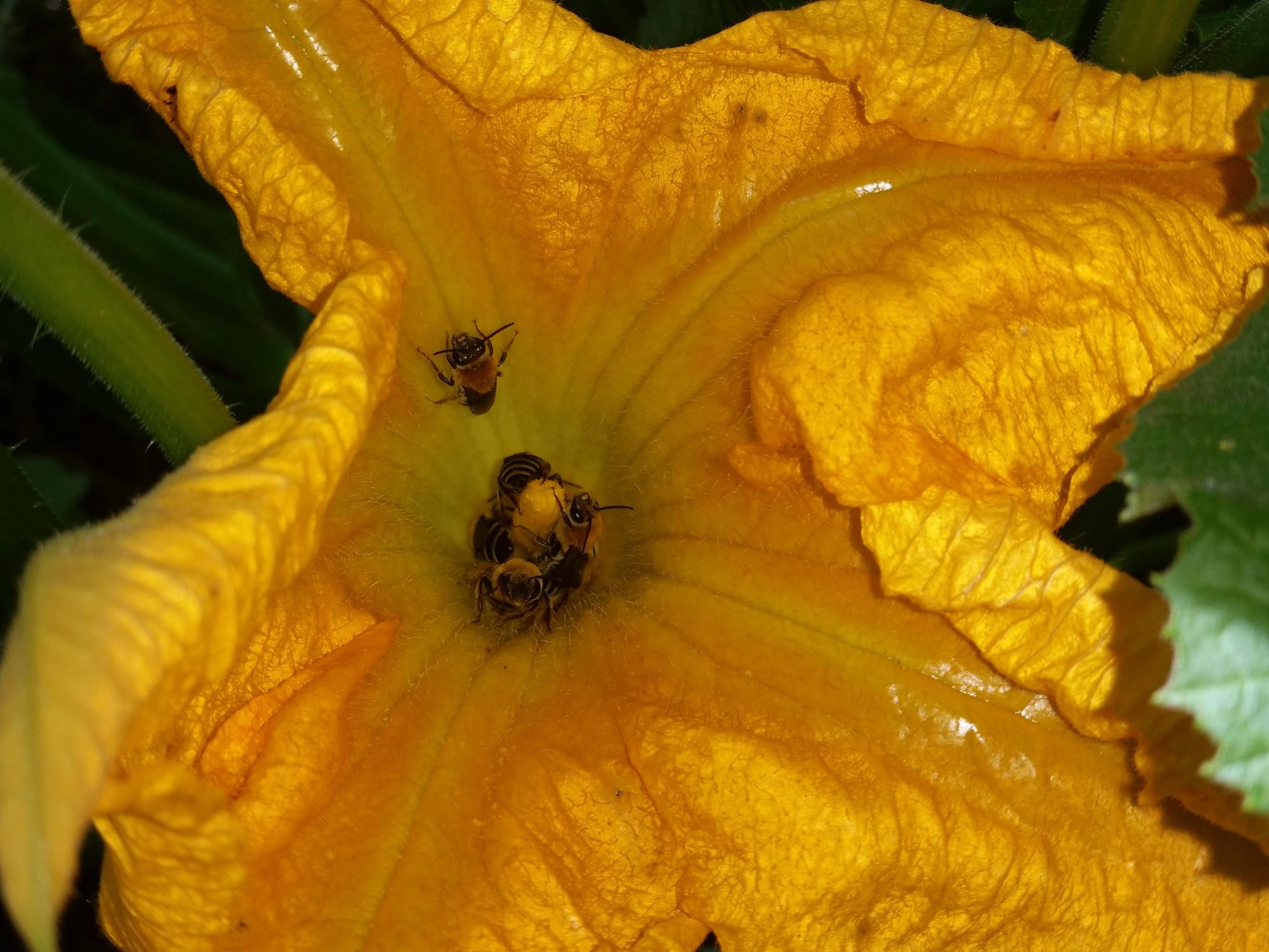 Squash Bees Thrive With Agricultural Intensification Mirage News squash-bees-thrive-with-agricultural-intensification-mirage-news