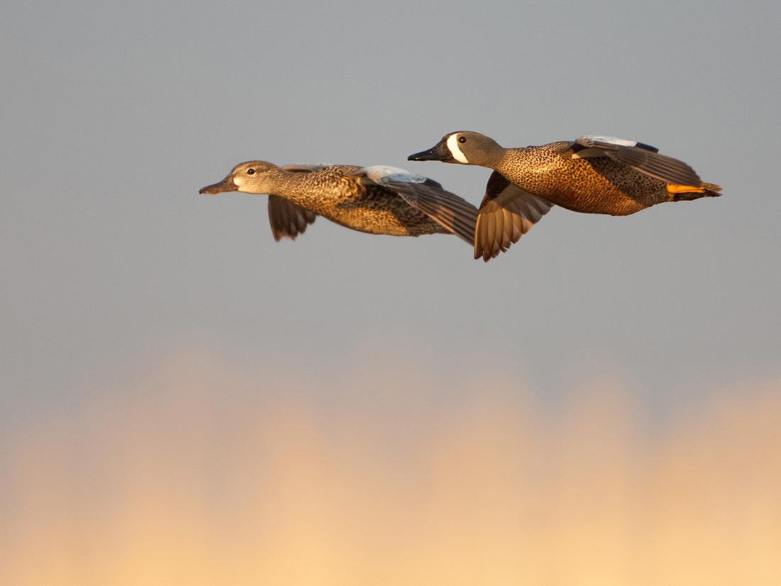 blue winged teal flying