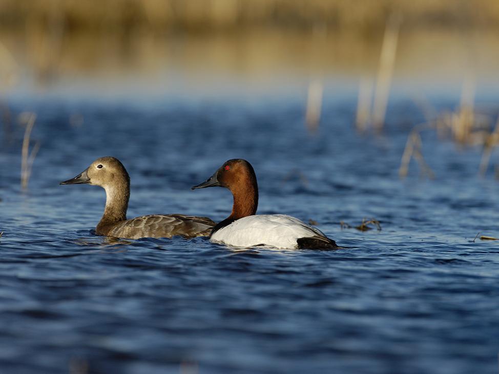 2 ducks