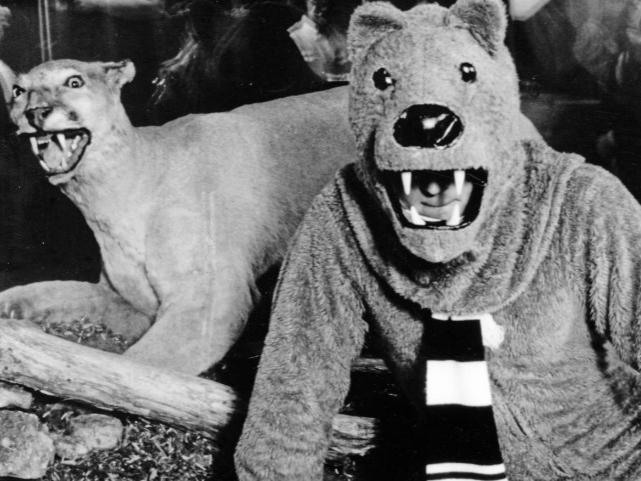 The Nittany Lion mascot stands near a taxidermic mountain lion