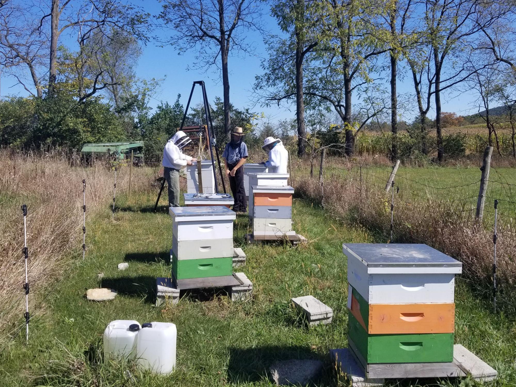 Collaborating beekeepers and volunteers tend honey bee hives in a study comparing beekeeping management systems