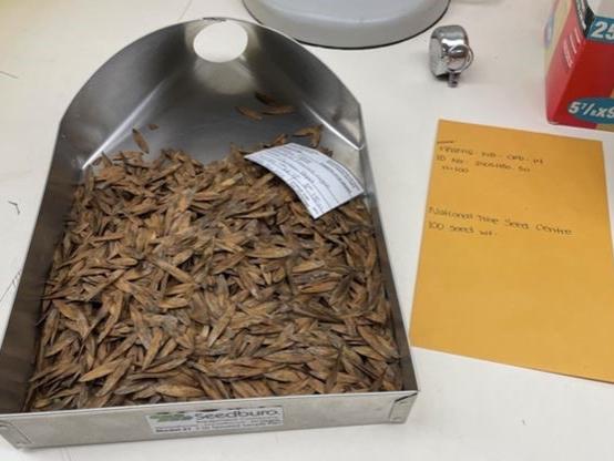 Organization and preparation of Black Ash Seeds for preservation 