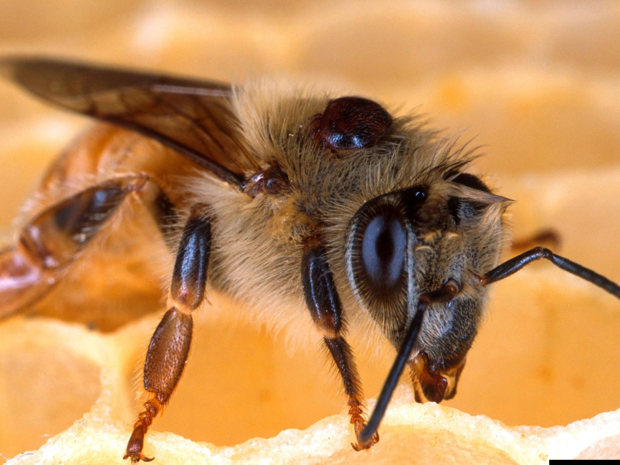 A honey bee with a varroa mite on its back
