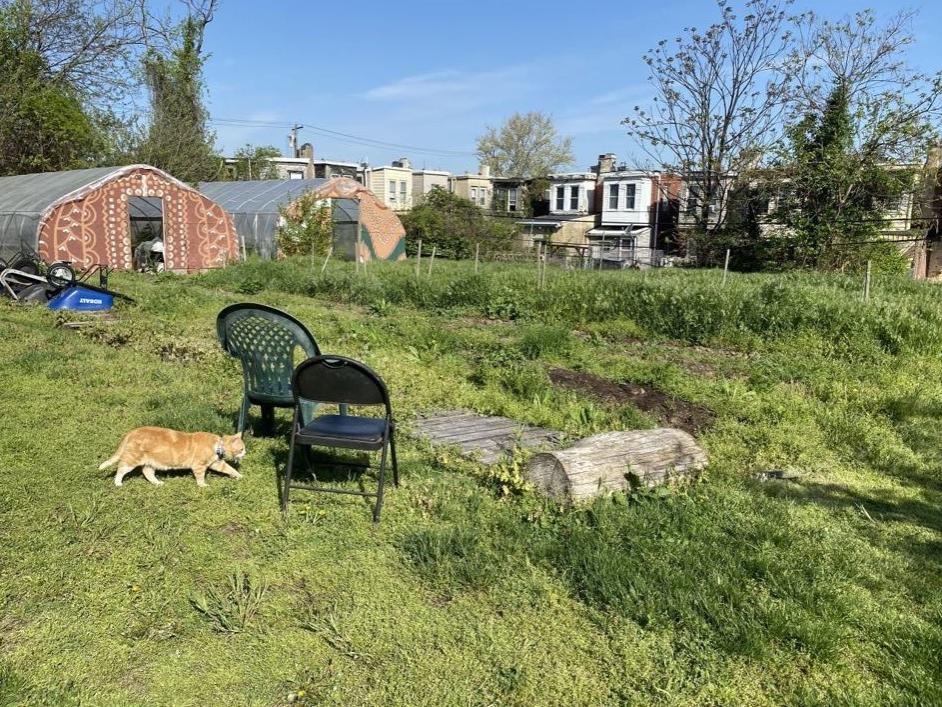 cat in urban garden Philadelphia