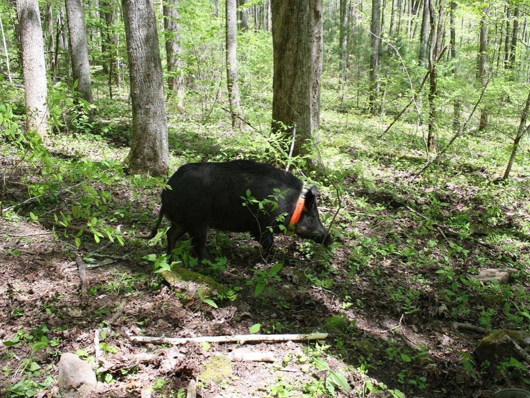 pig in forest