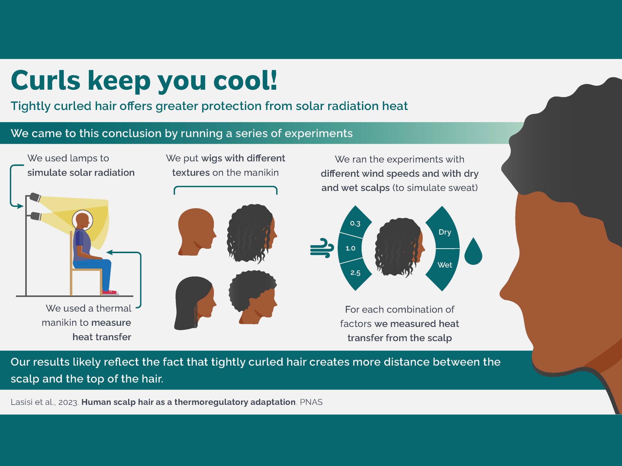 A graphic showing how scientists used lamps on a thermal manikin and human hair wigs to measure heat transfer from the scalp.