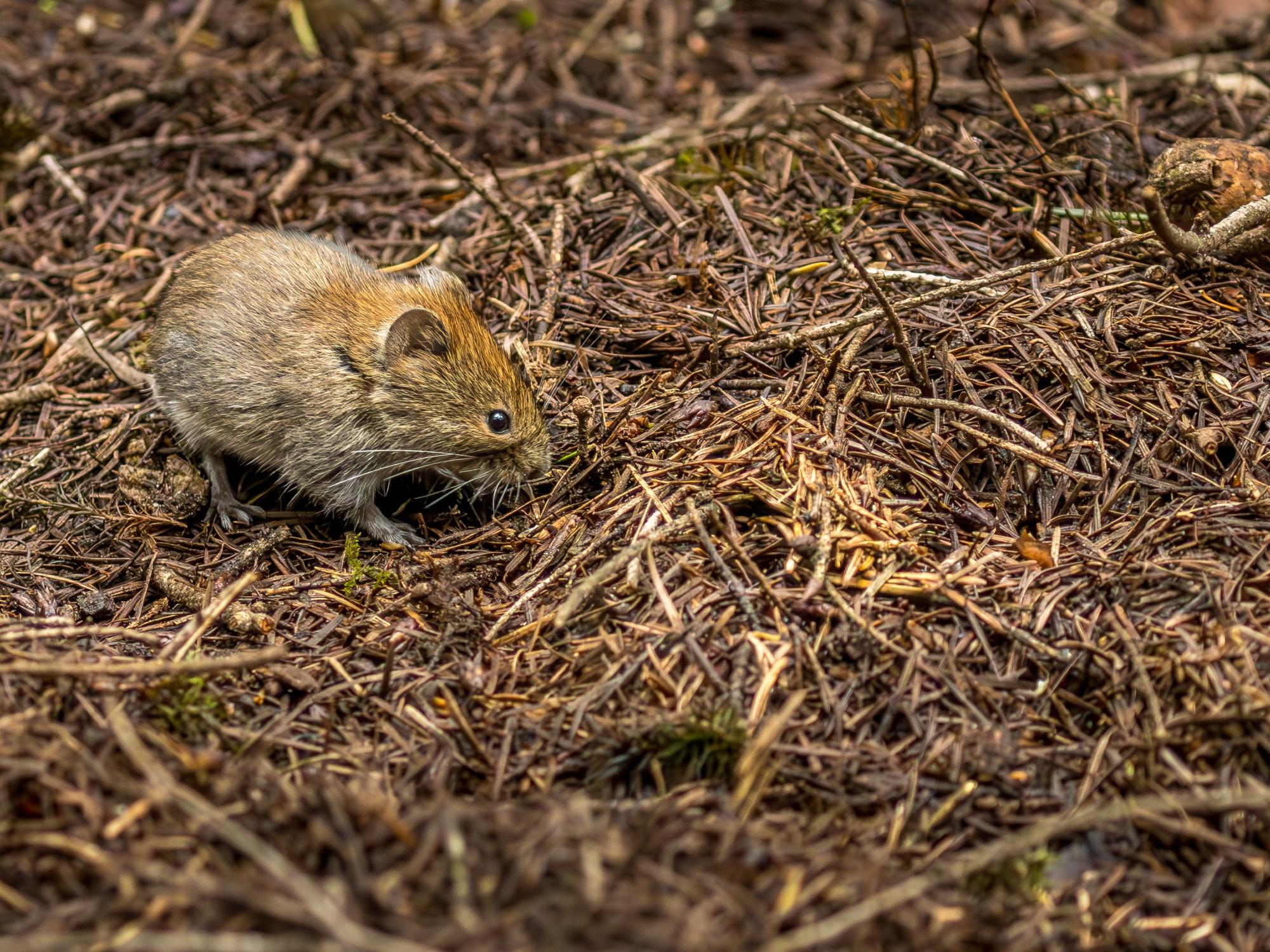vole