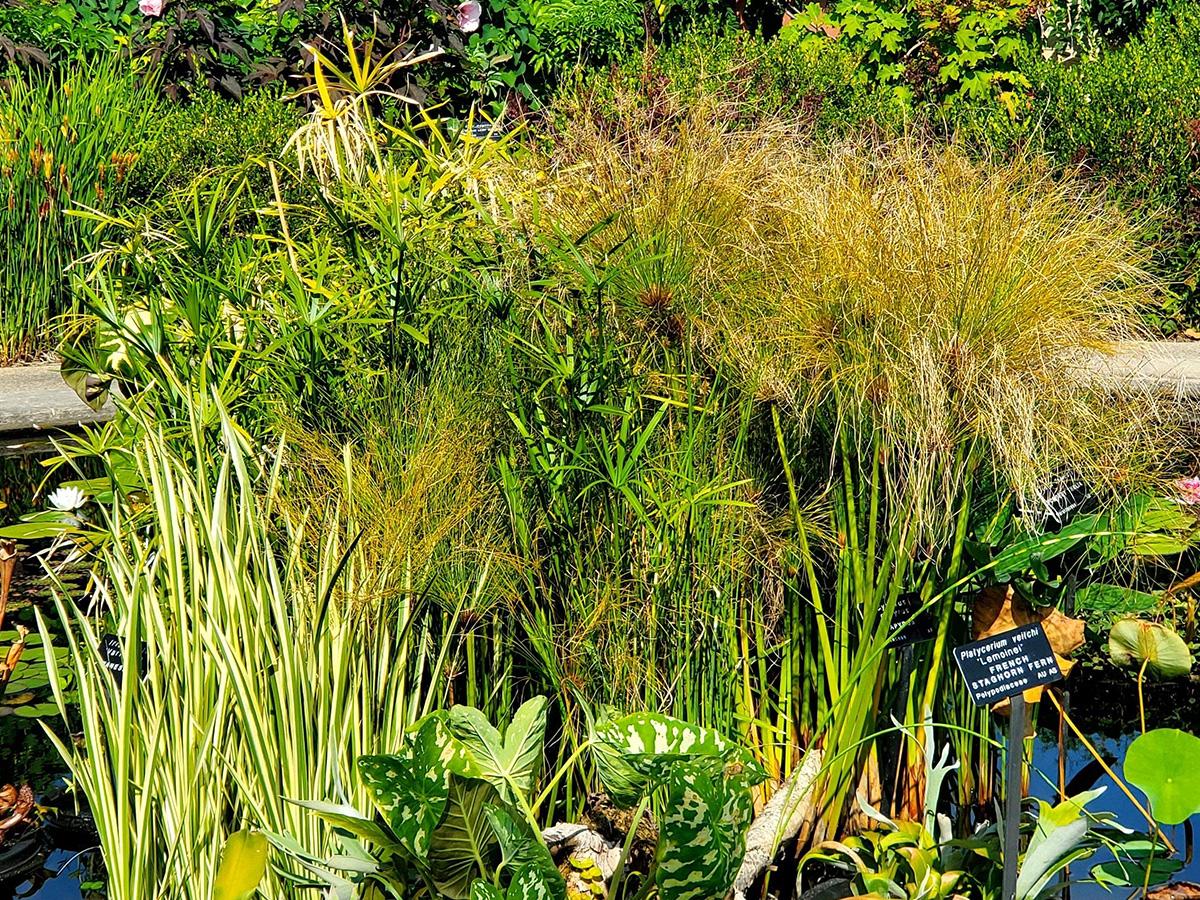 outdoor pool of water plants including papyrus
