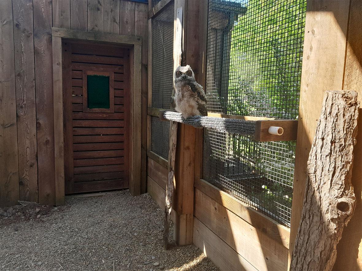 Owl in caged enclosure