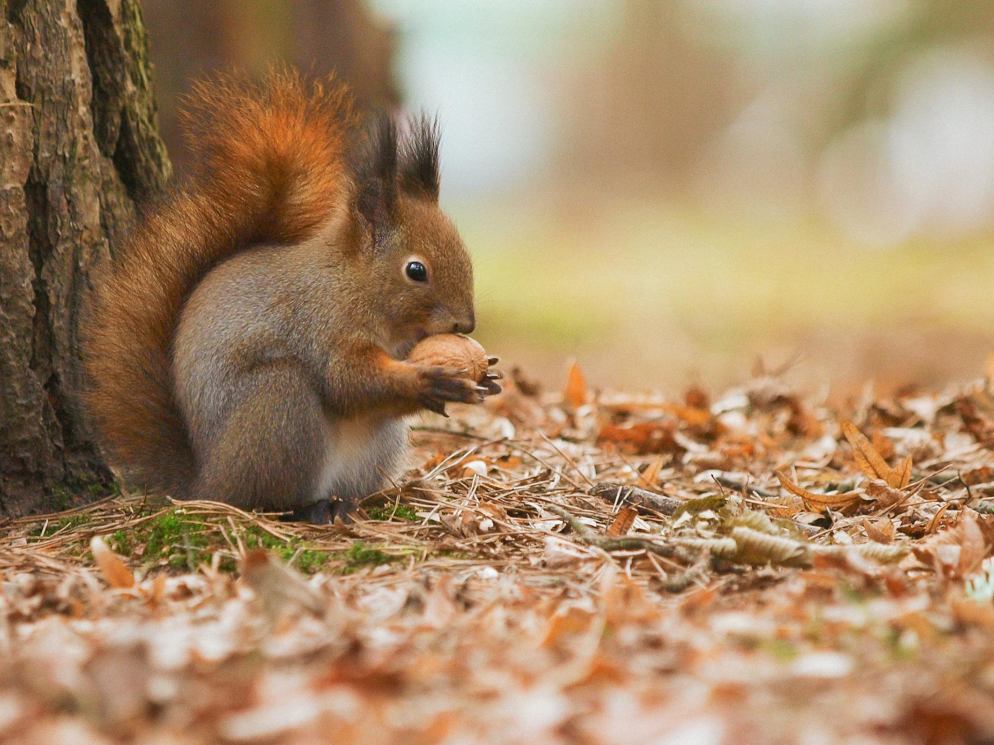 squirrel-nut