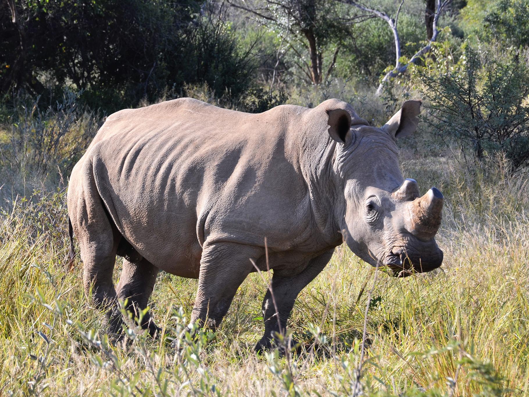 A rhinoceros stands in an wildlife protected area in Africa 