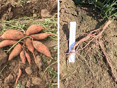 two kinds of storage roots