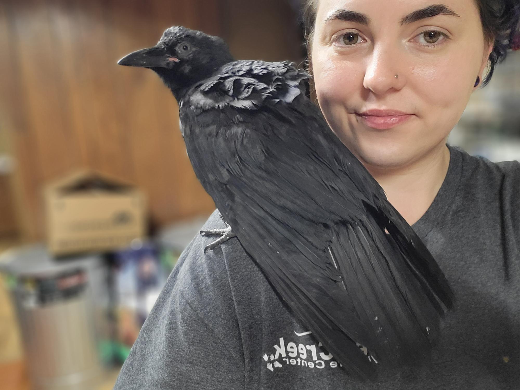 Amanda Moyer poses with an American crow, Kaz.