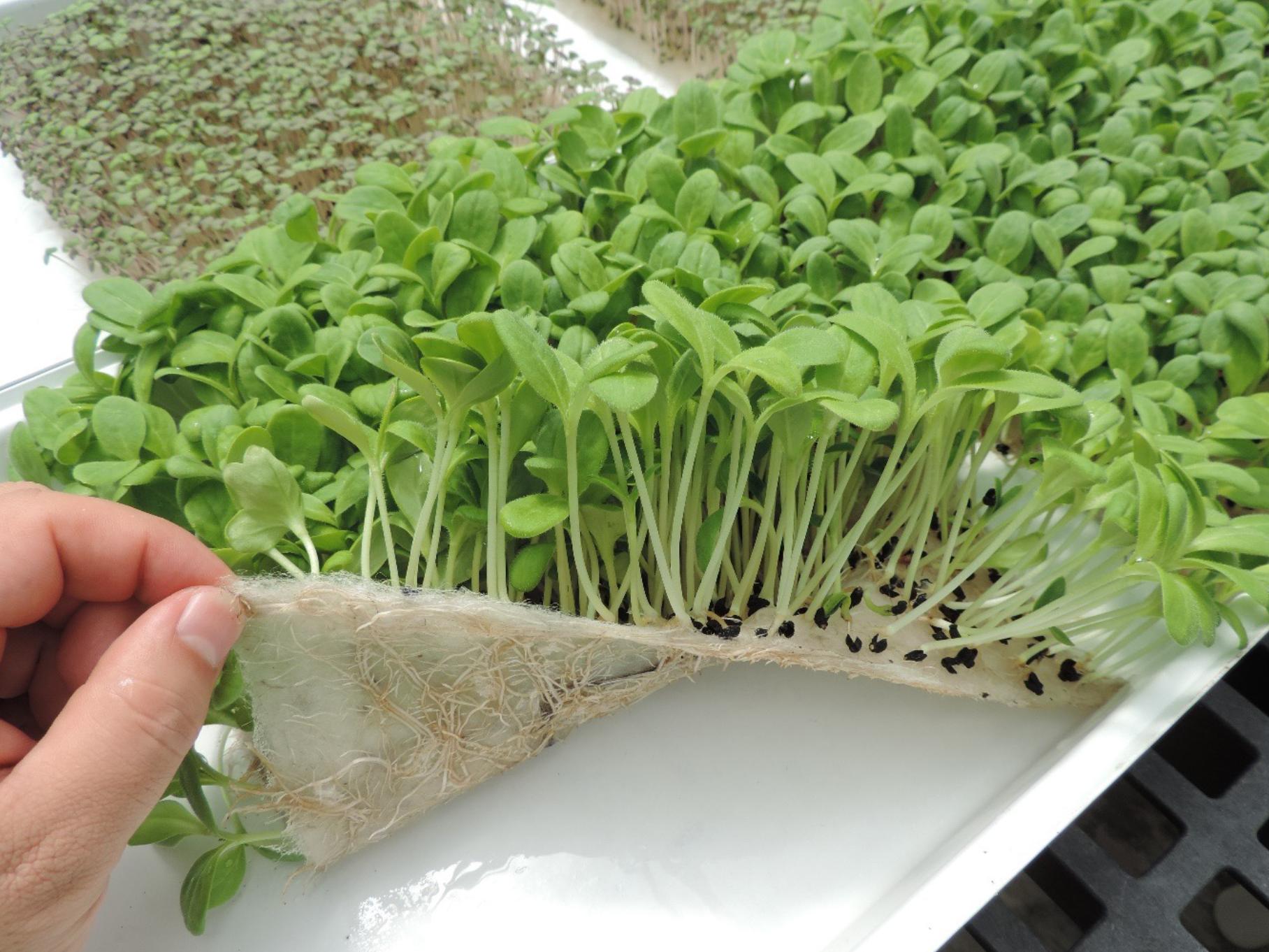 green microgreens