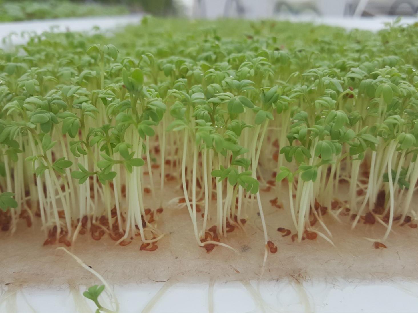cress microgreens