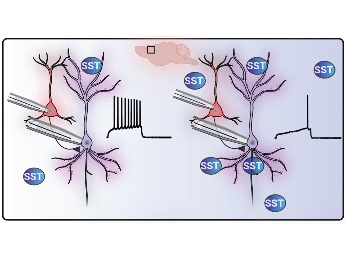 Illustration of inhibitory neuron and pyramidal neuron before and after application of somatostatin