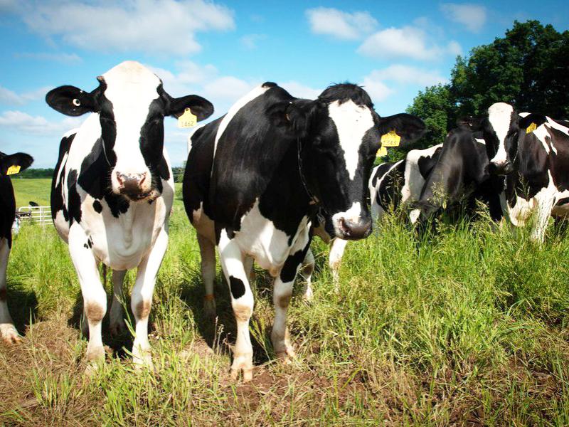 Holsteins in field