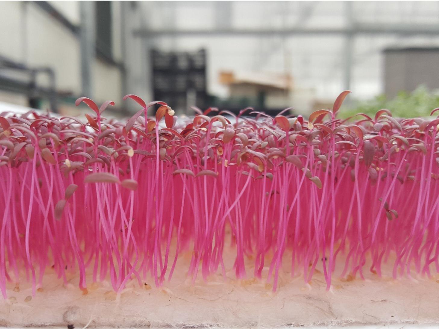 pink plant