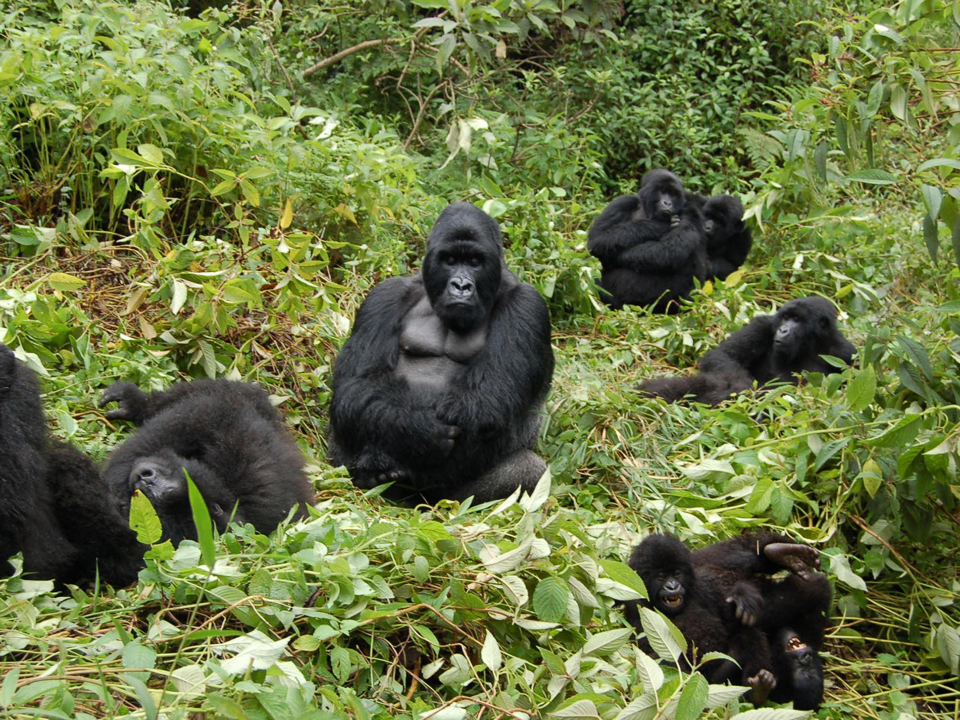 wild mountain gorrilas