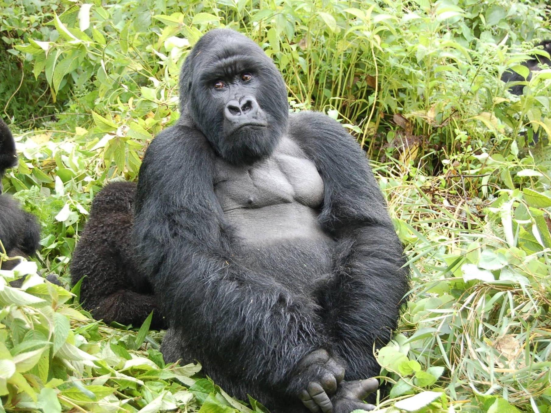 a wild gorilla