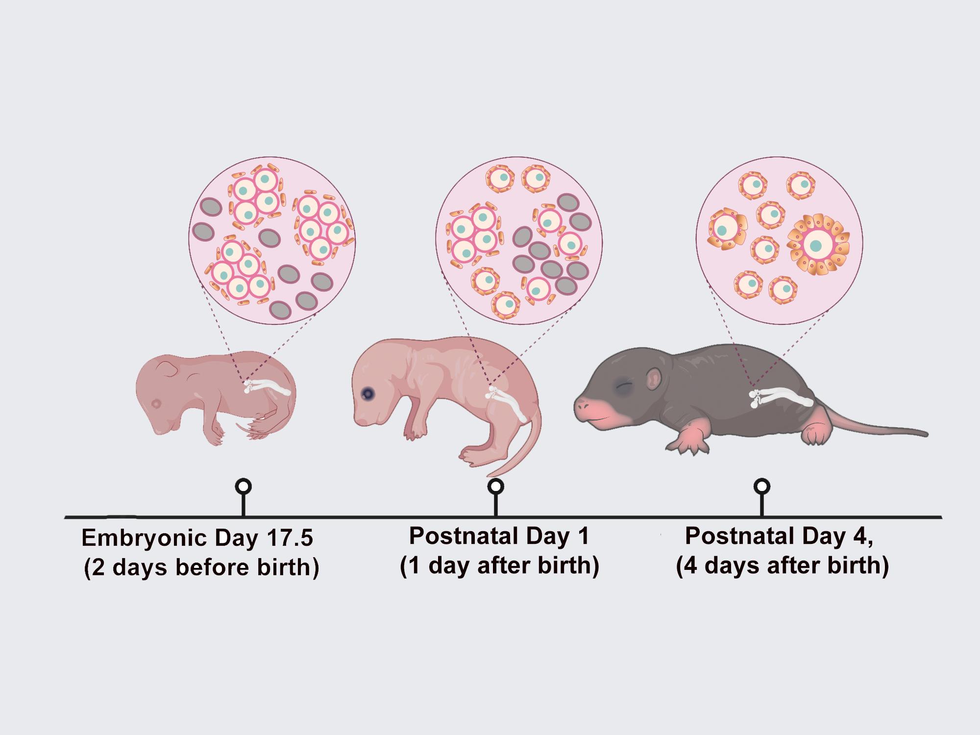 timeline graphic