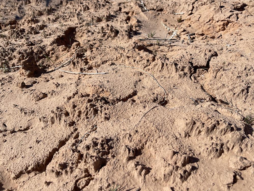 drylands soil, biocrust