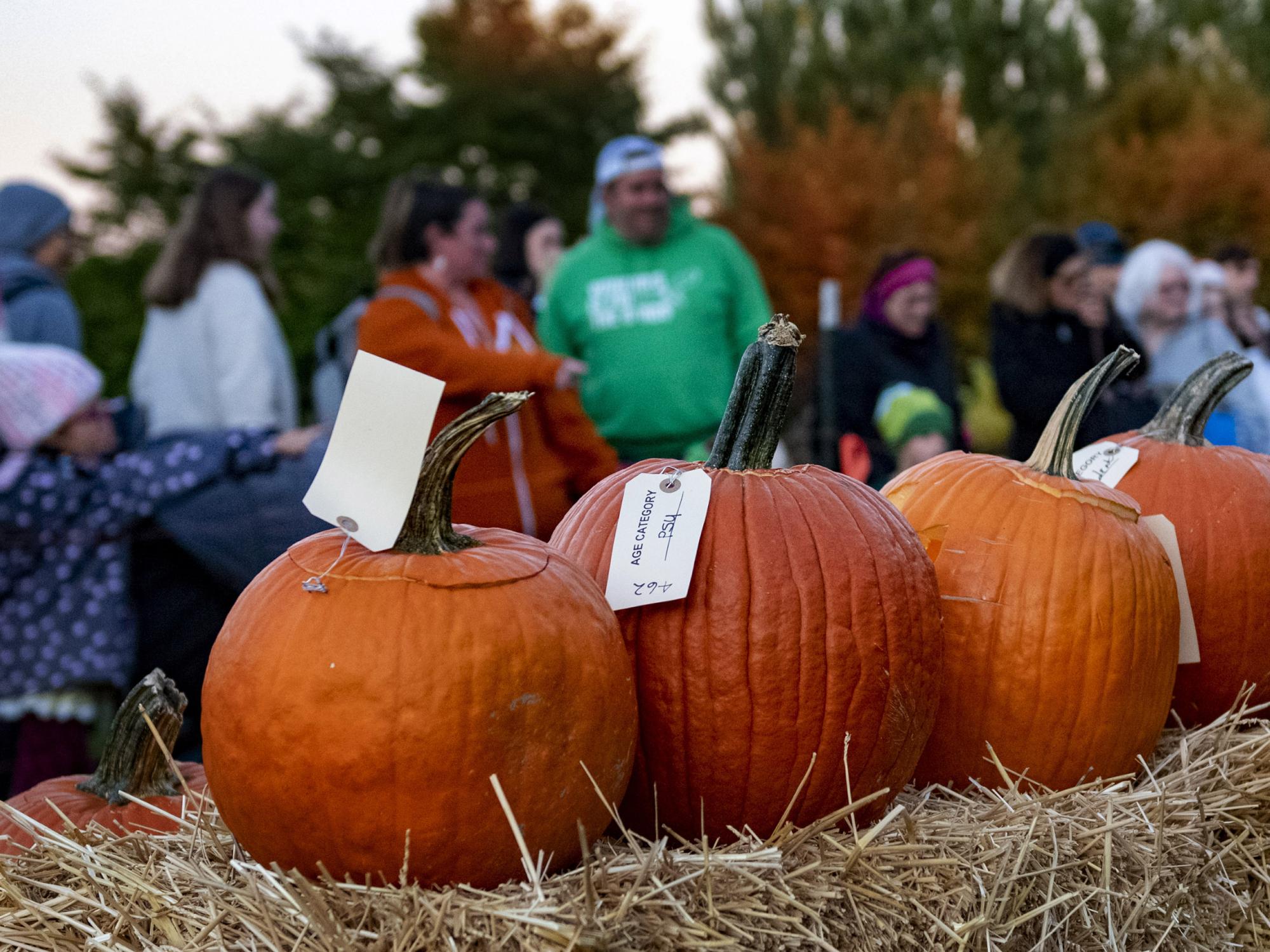 Row of pumpkins at Pumpkin Fest