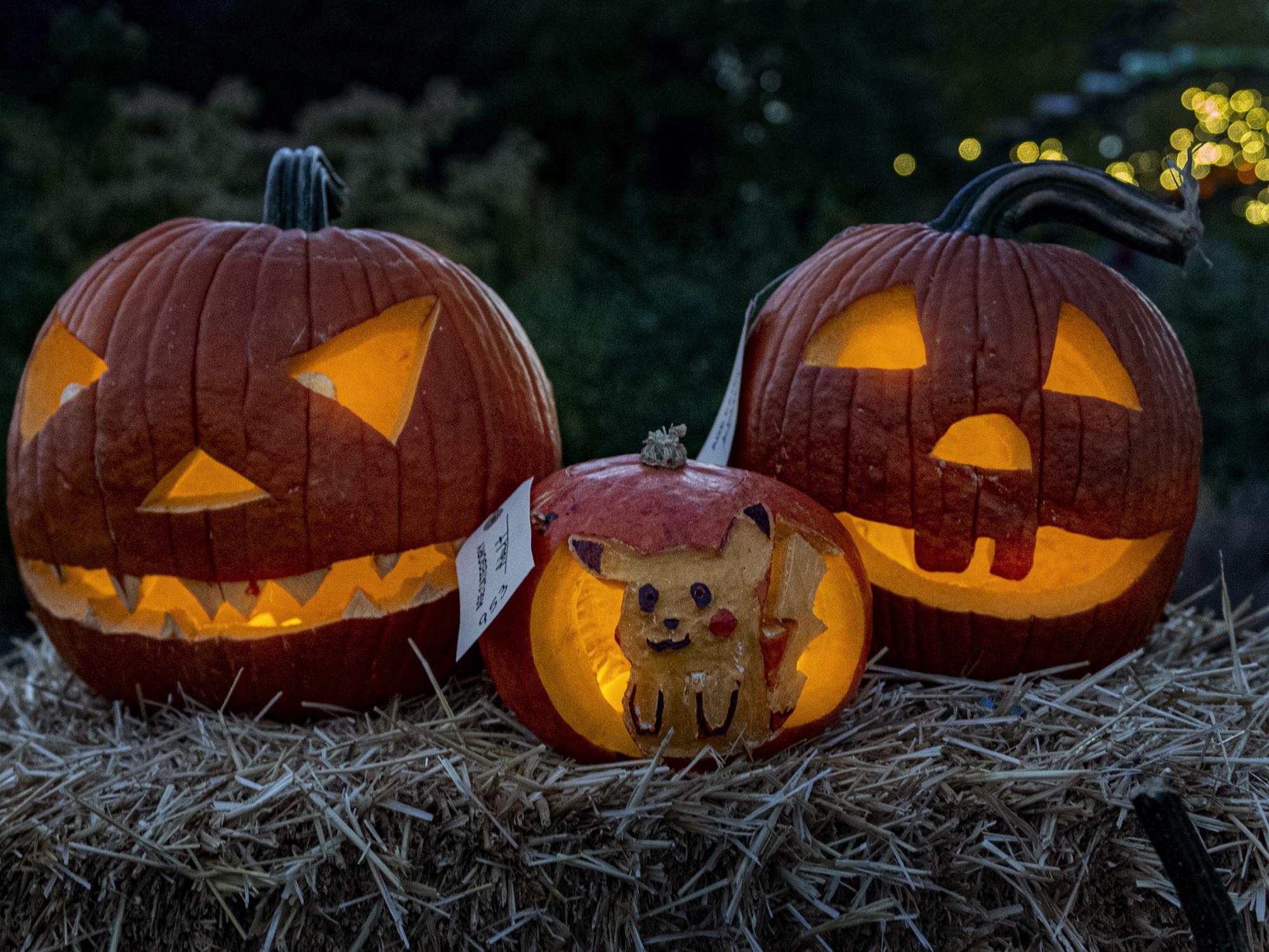 Lighted jack-o-lanterns at Pumpkin Festival