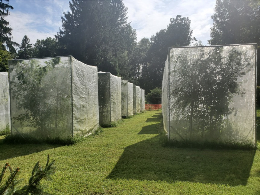 Spotted lanternfly enclosures