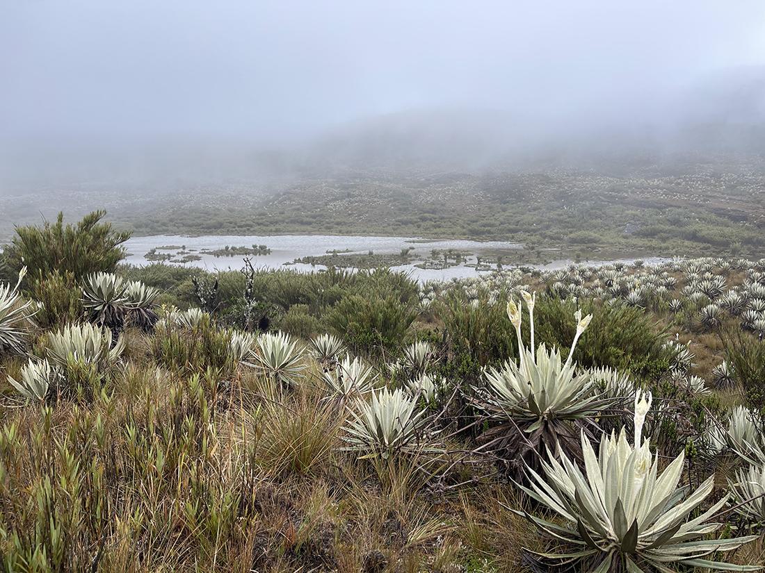 Paramos landscape