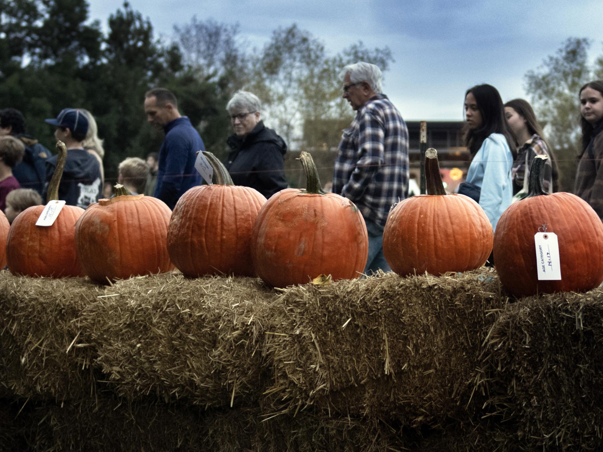 guests at Pumpkin Festival