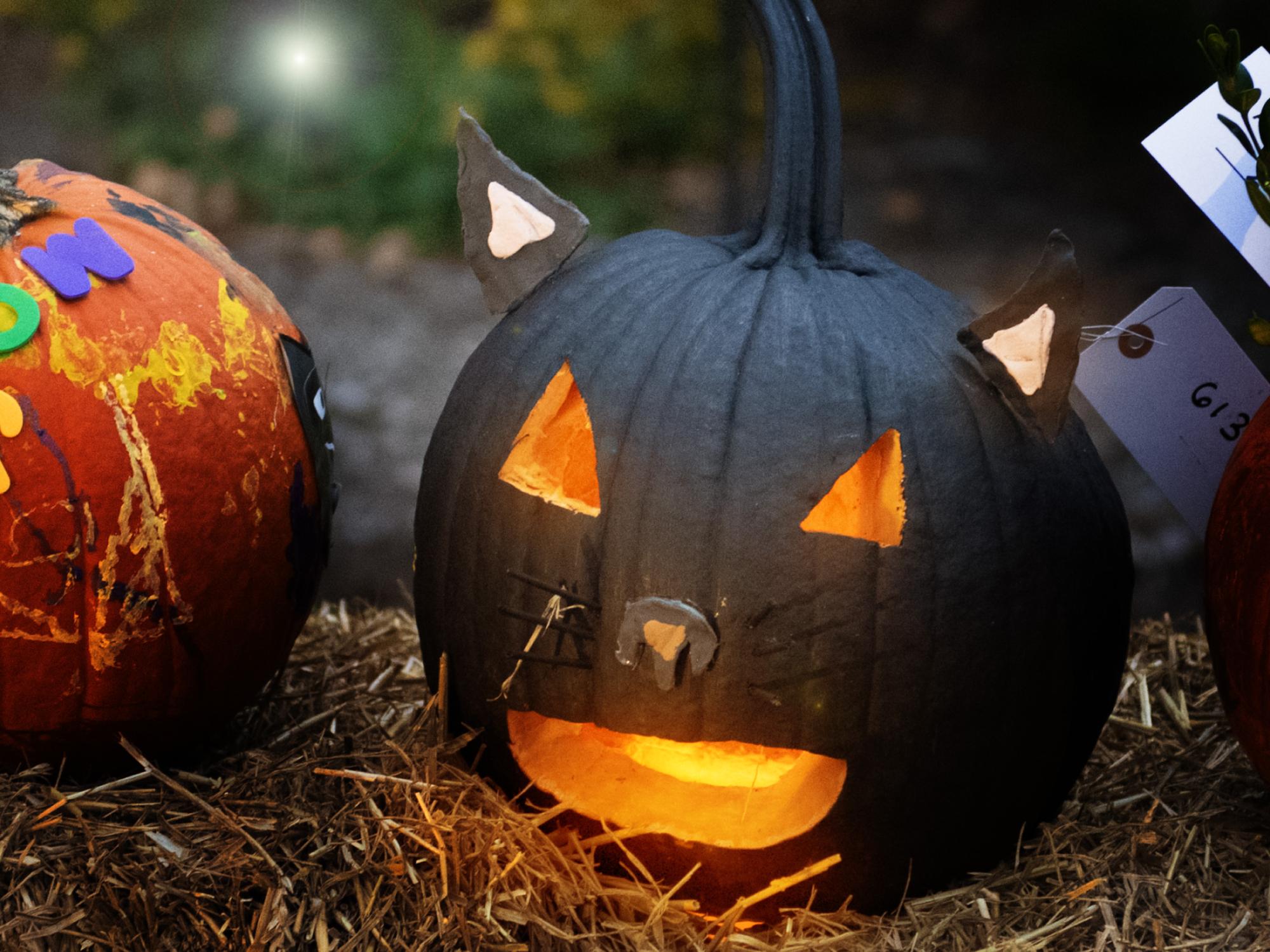 black cat pumpkin