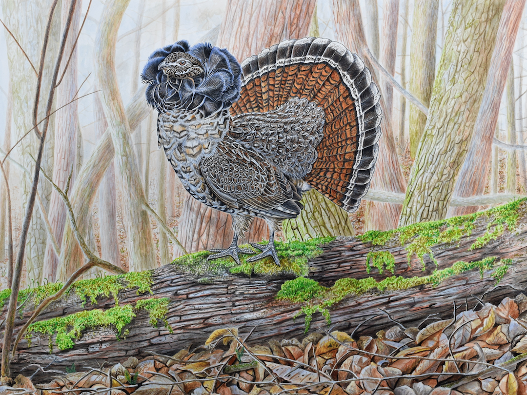 Illustration of ruffed grouse