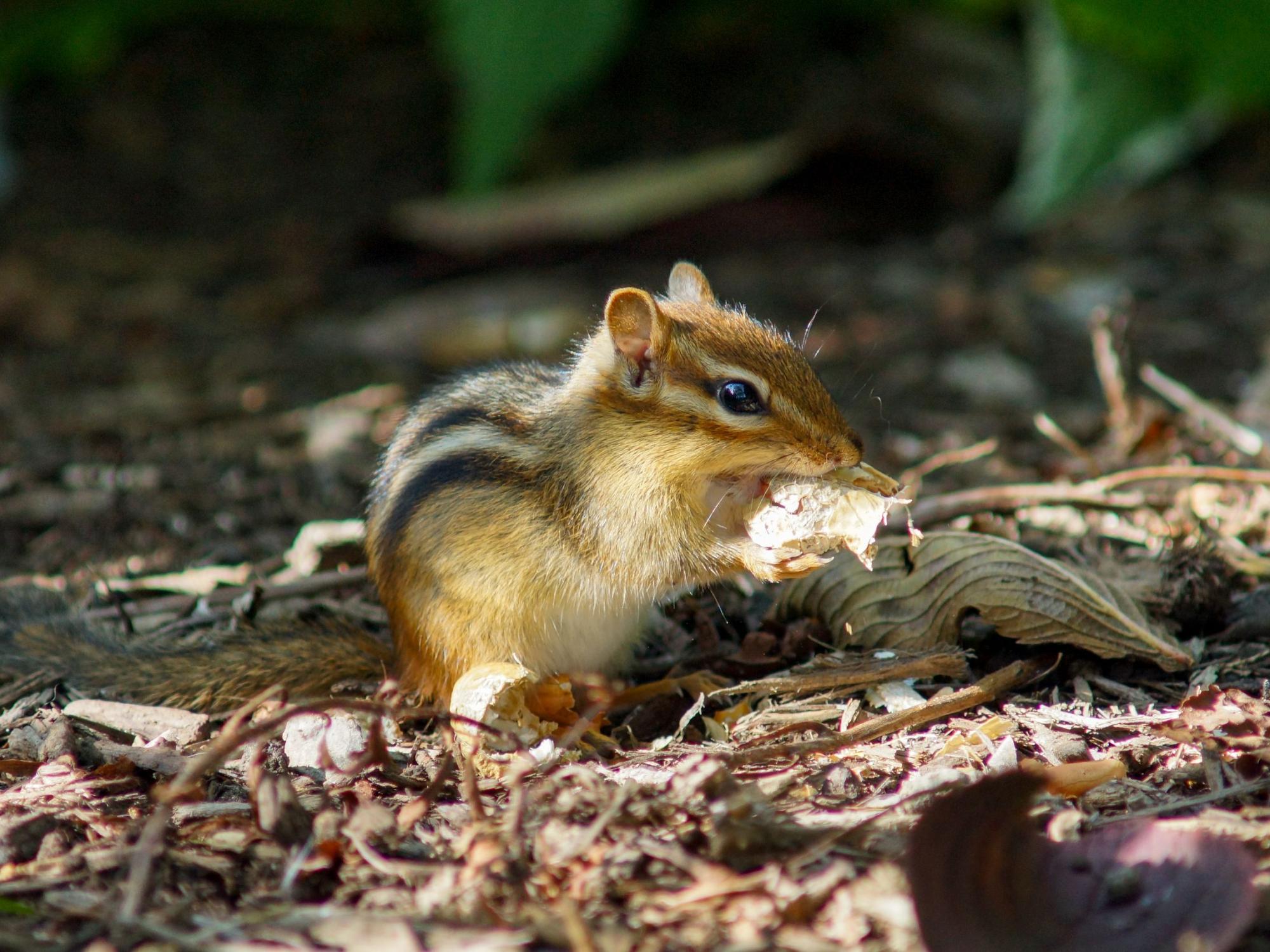 A chipmunk nibbles on a brown leaf