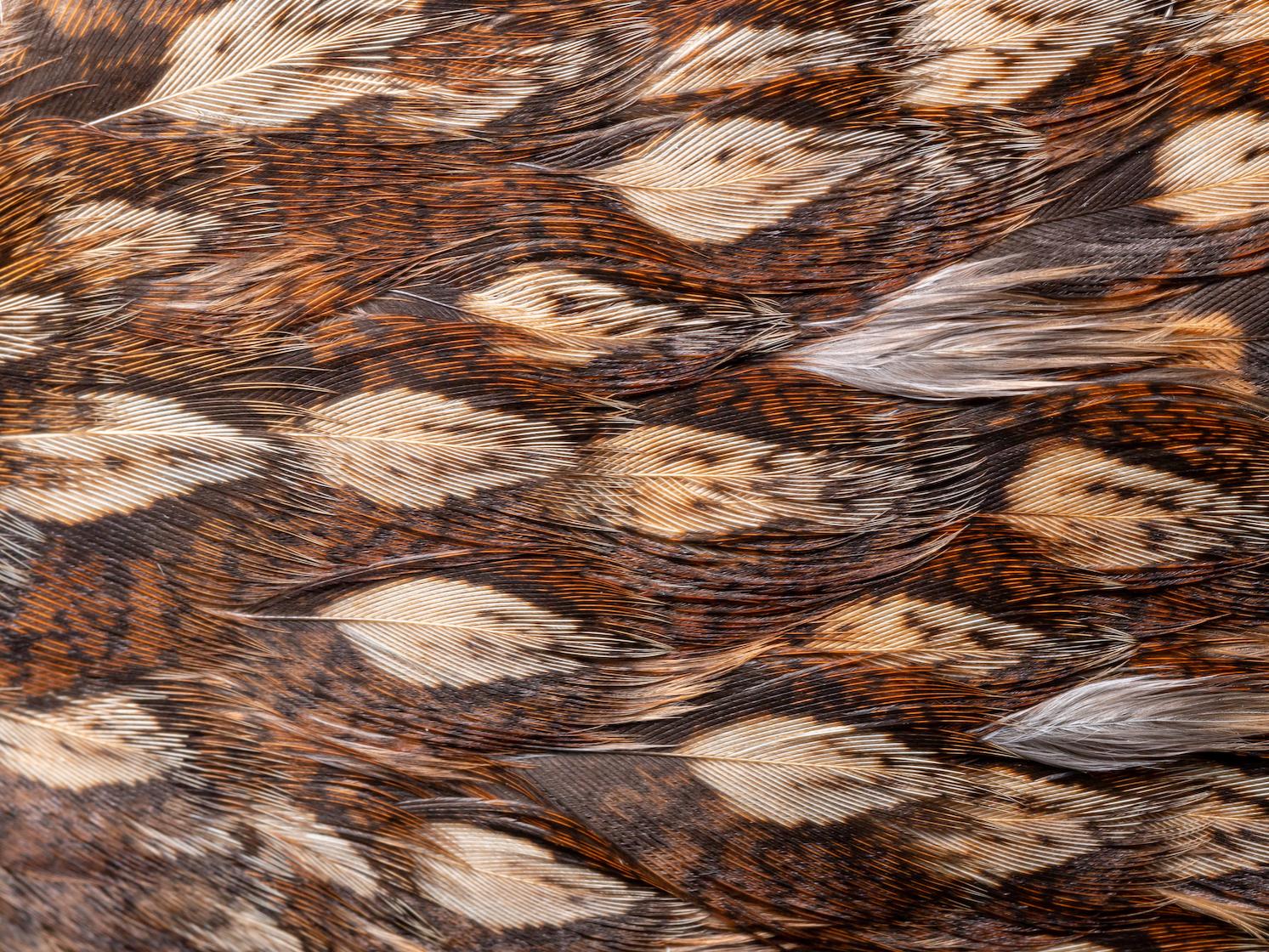 Close up of grouse wing