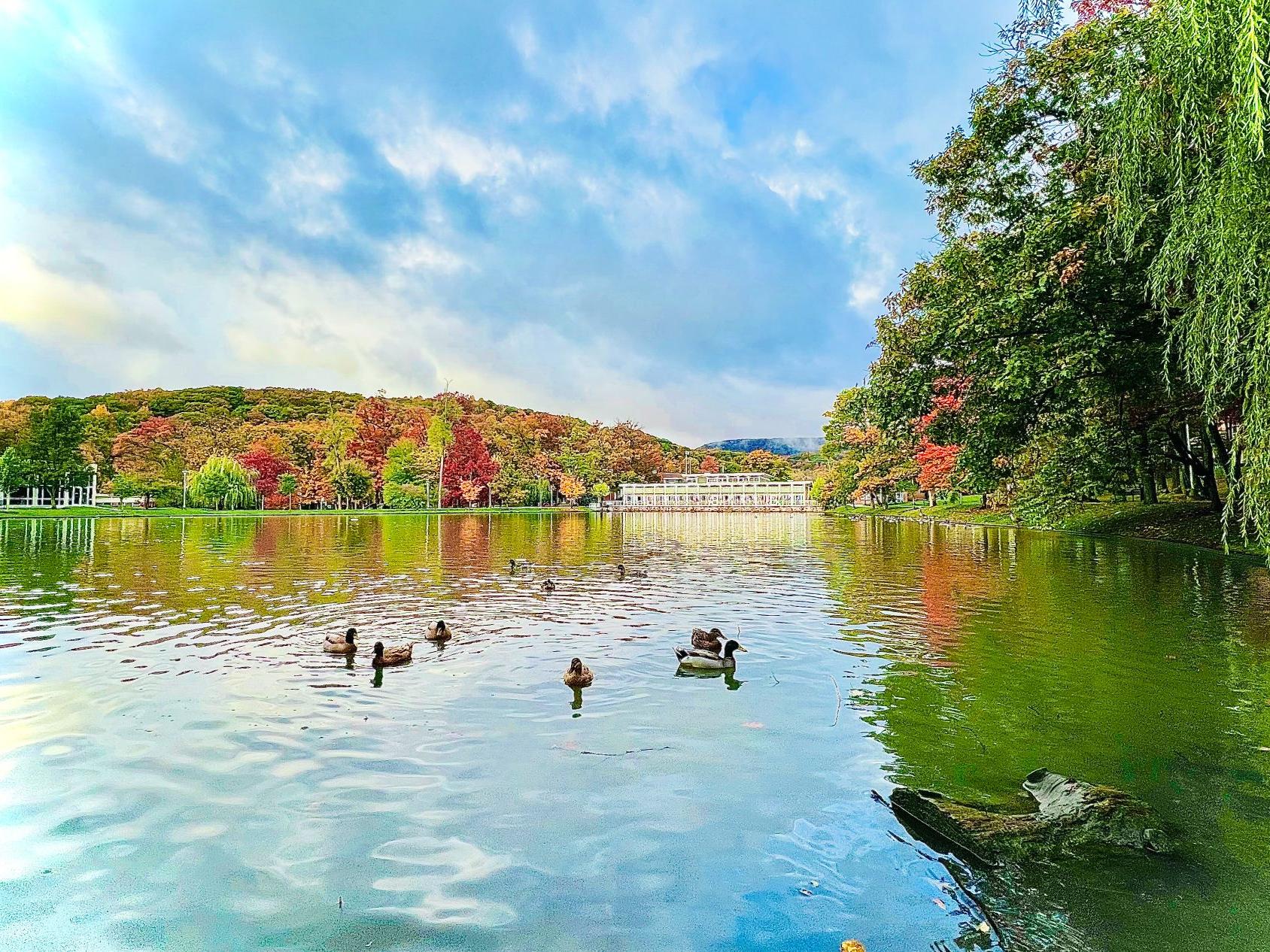 Ducks swim in the pond at Penn State Altoona on a sunny day, with fall foliage on trees in the background.