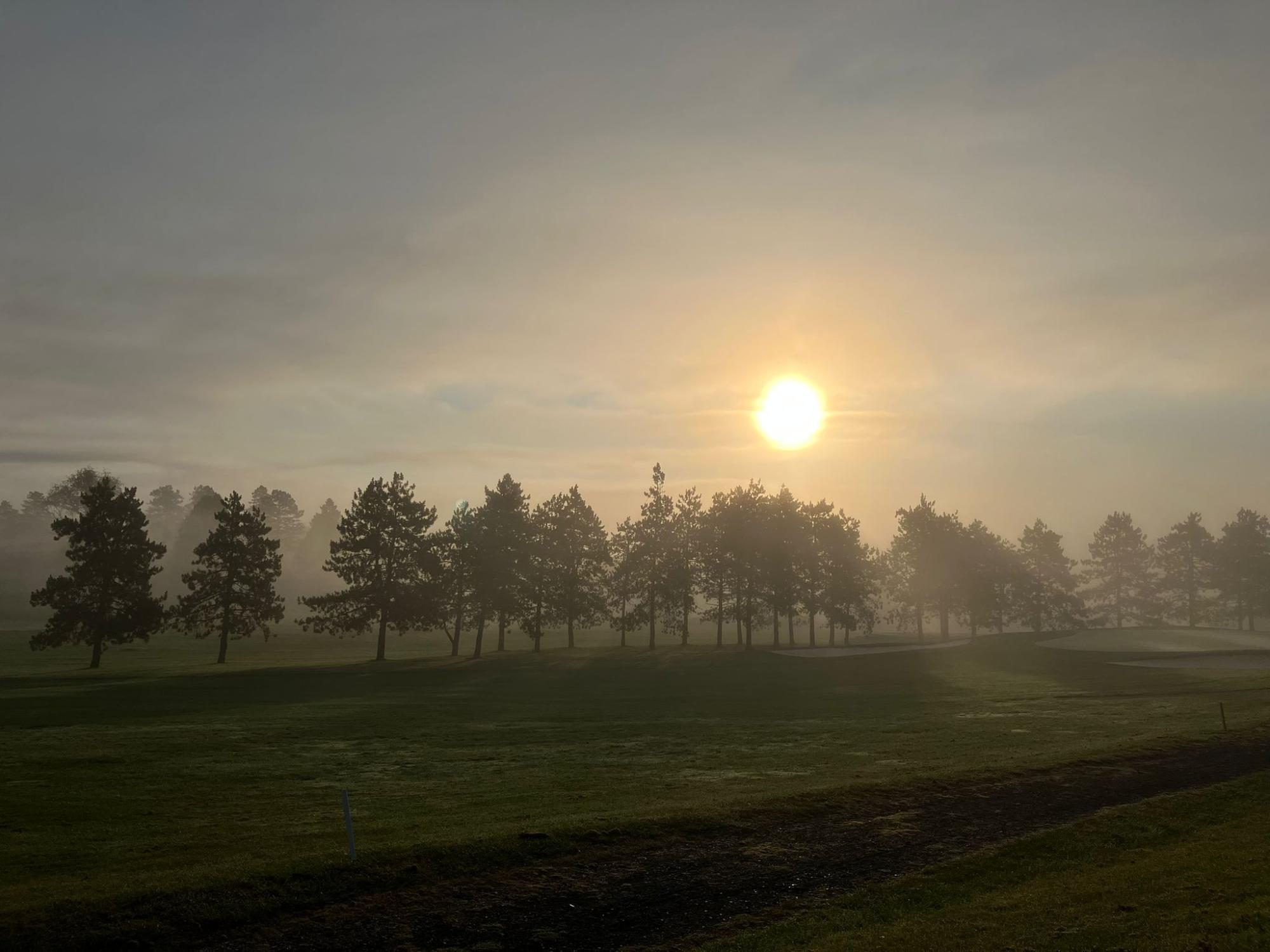 A row of trees with a hazy sun overhead on a foggy morning