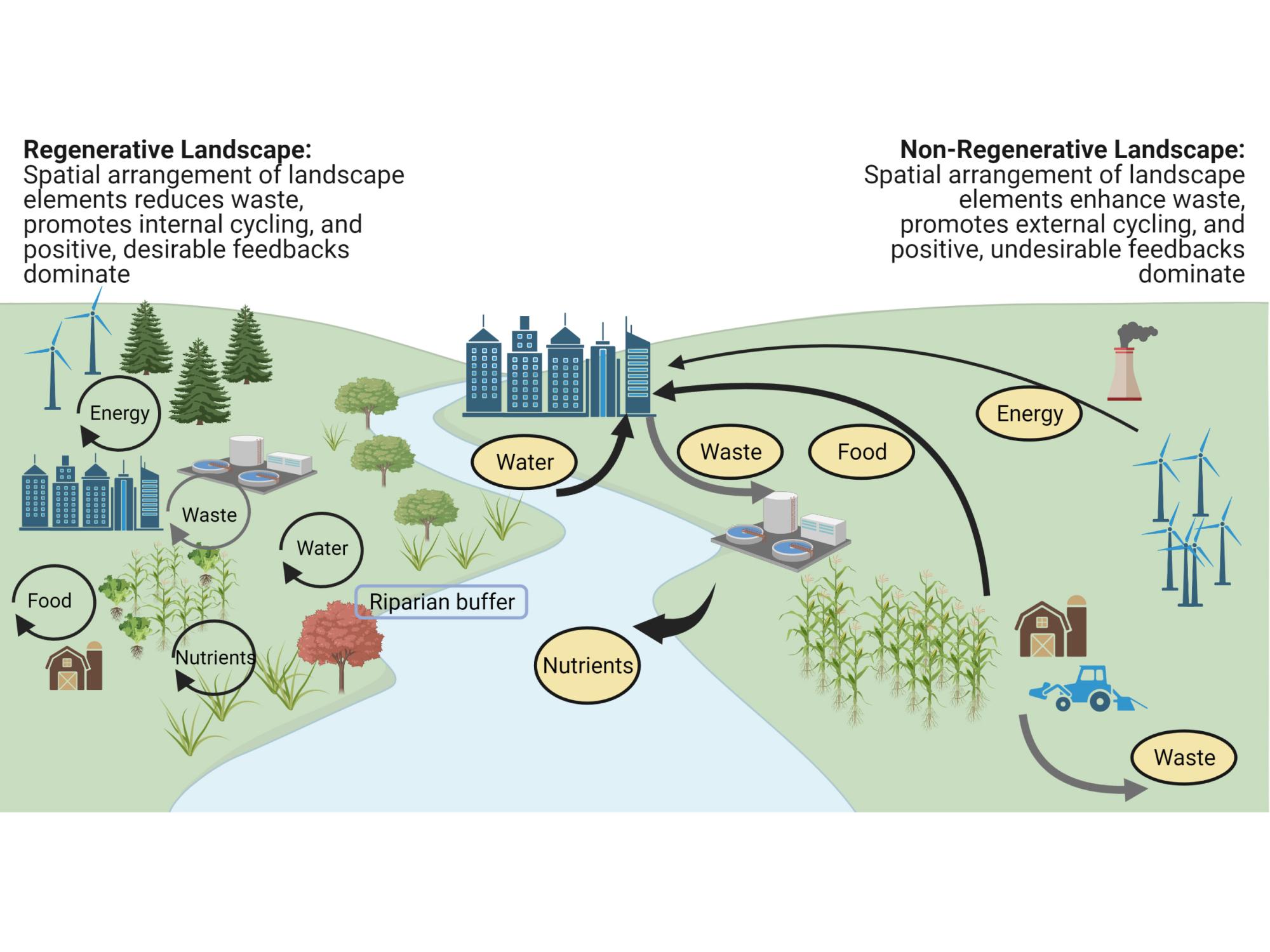 Illustration of nutrient flow in two different systems