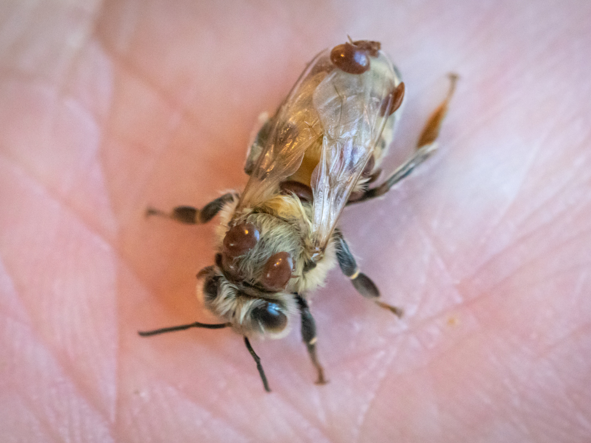 A single honey bee with several mites attached to it